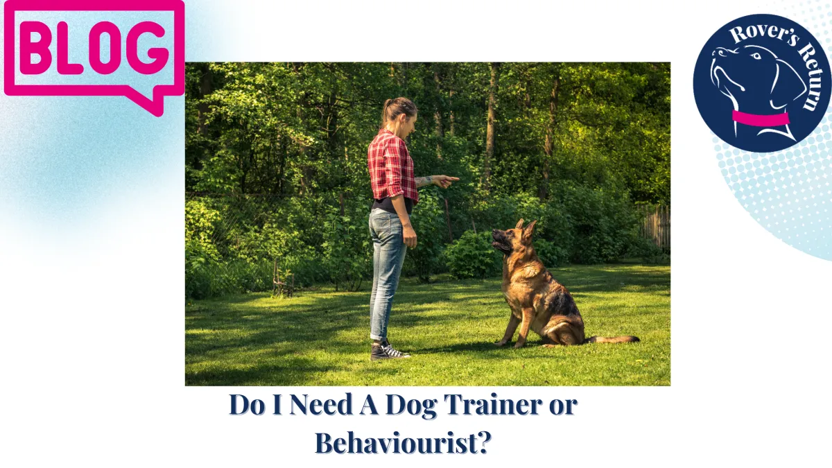 dog trainer and GSD