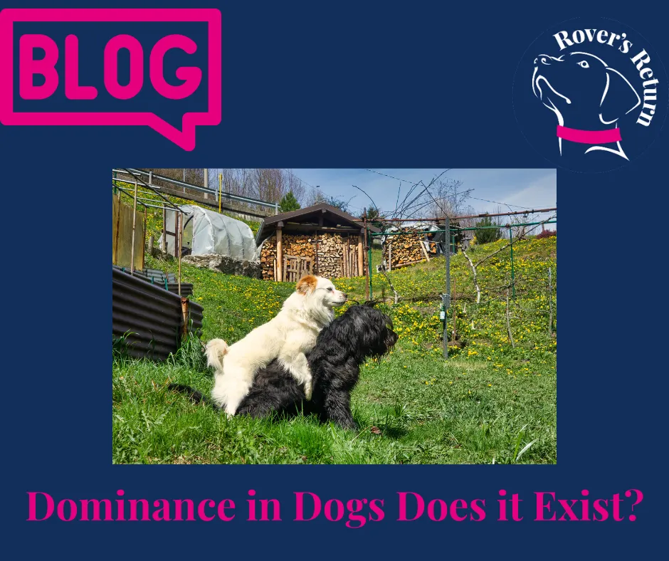 dominant dogs