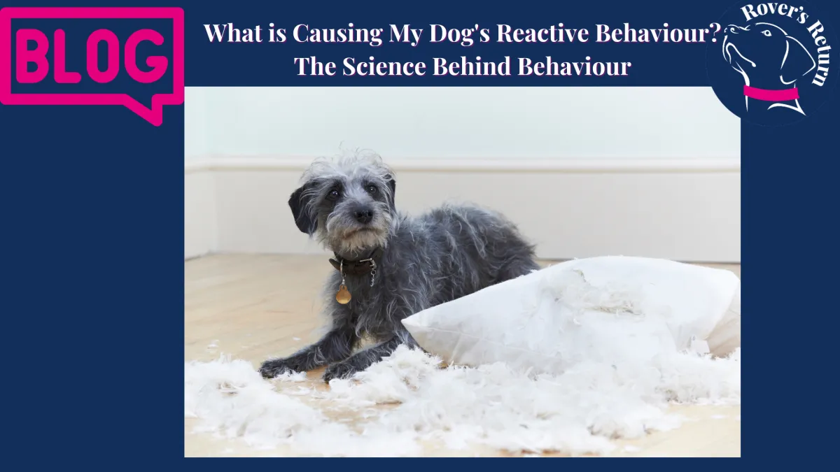 causes of reactivity