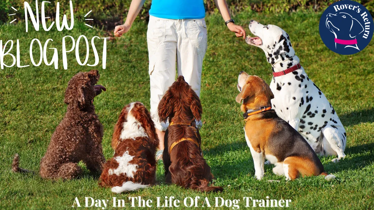 dog trainer in action
