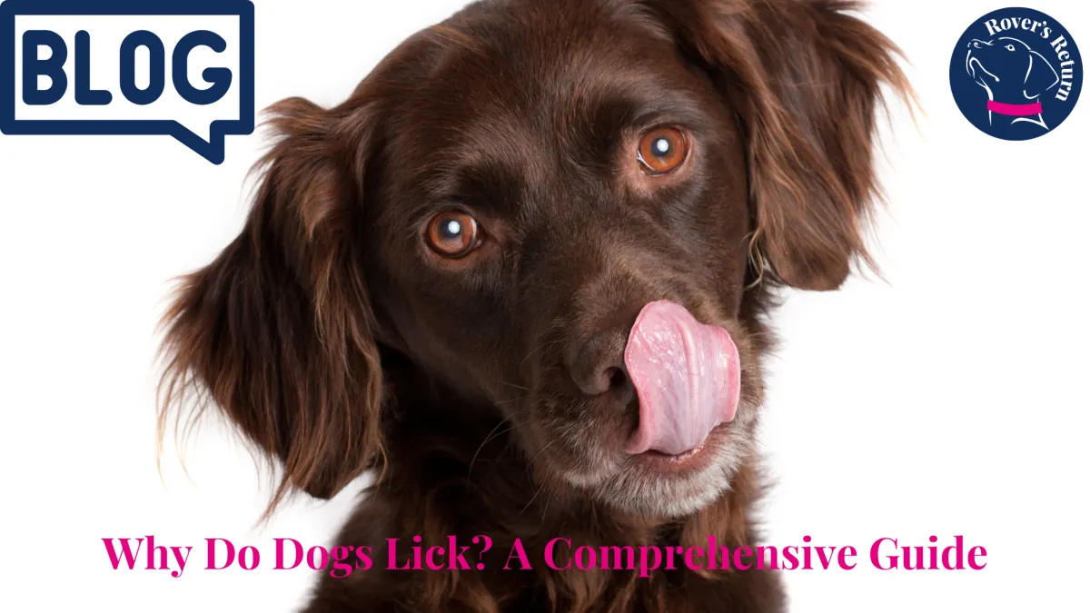 why do dogs eat grass