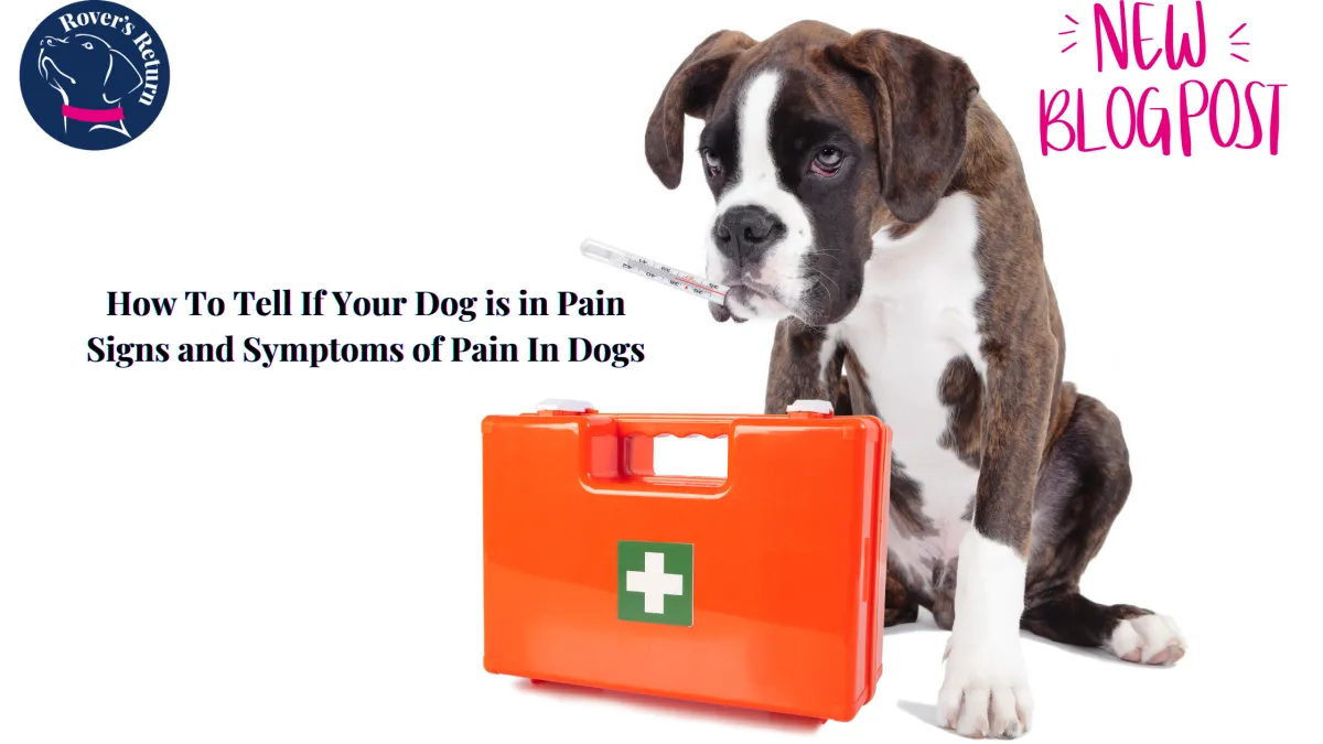 dog in pain