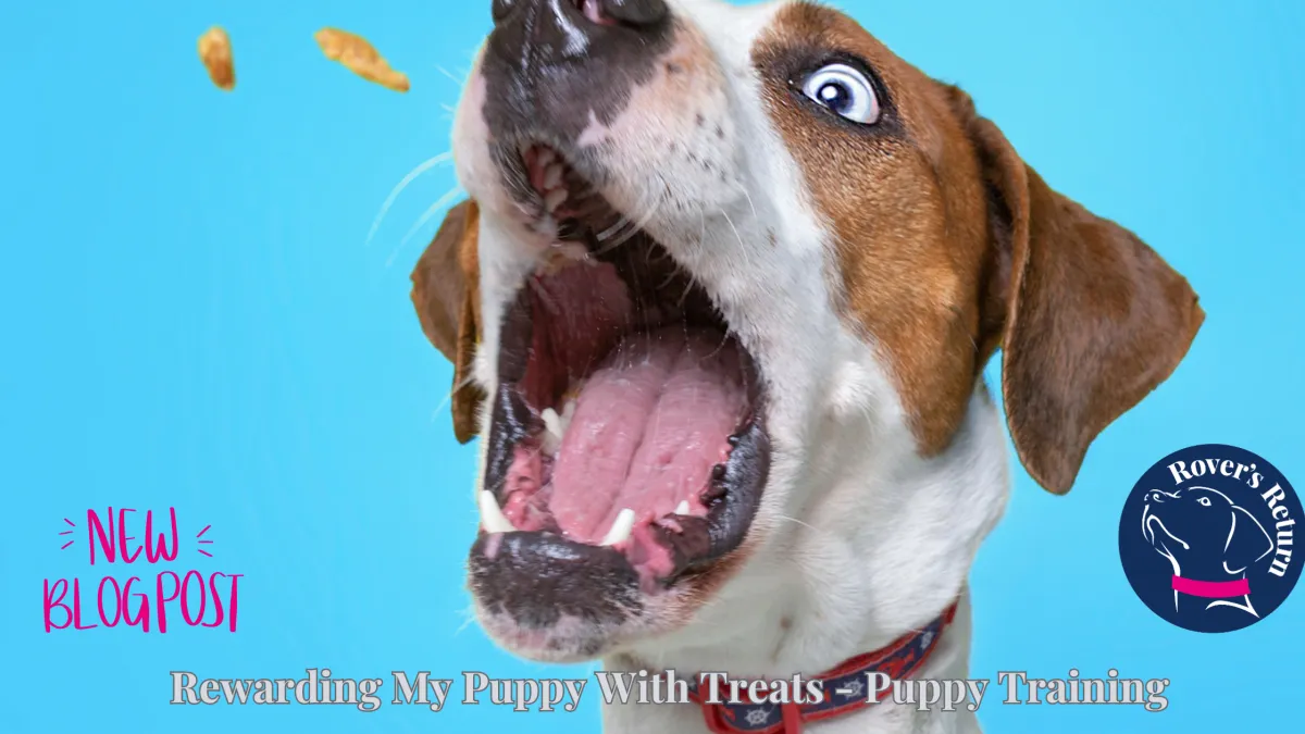 puppy treat training