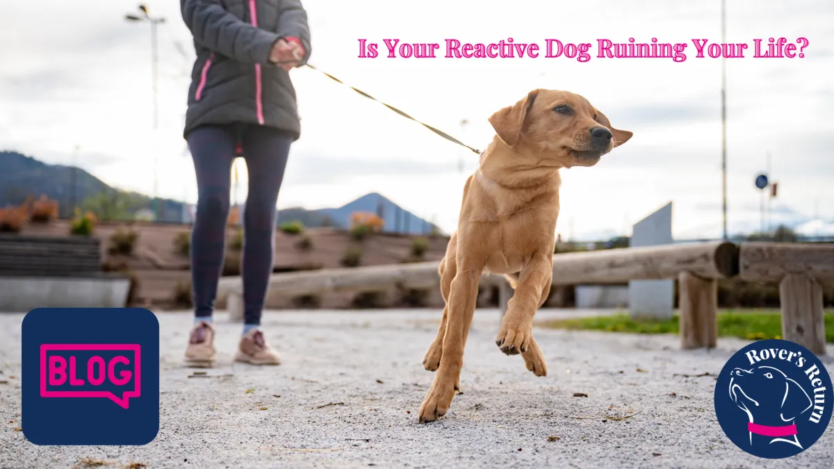 Is your reactive dog ruining your life?