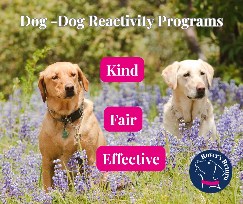 Dog-dog reactivity