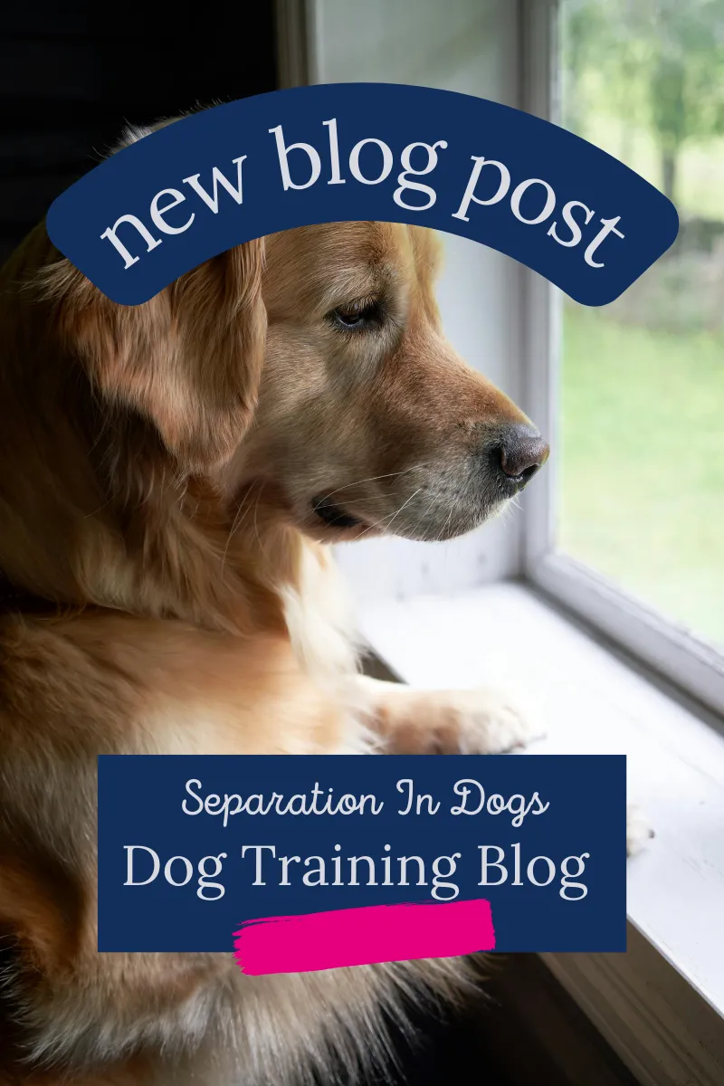 Separation Anxiety Dog Training 
