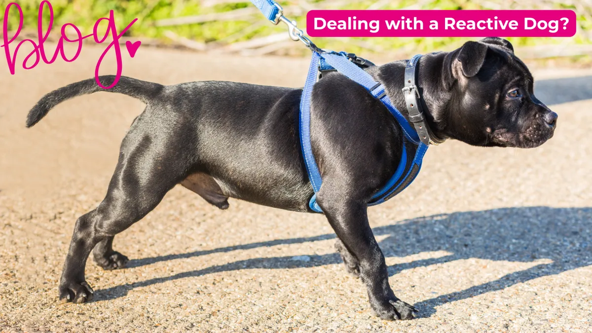 A reactive dog lunging on a lead during a training session in a Leicestershire park, demonstrating the need for arousal management