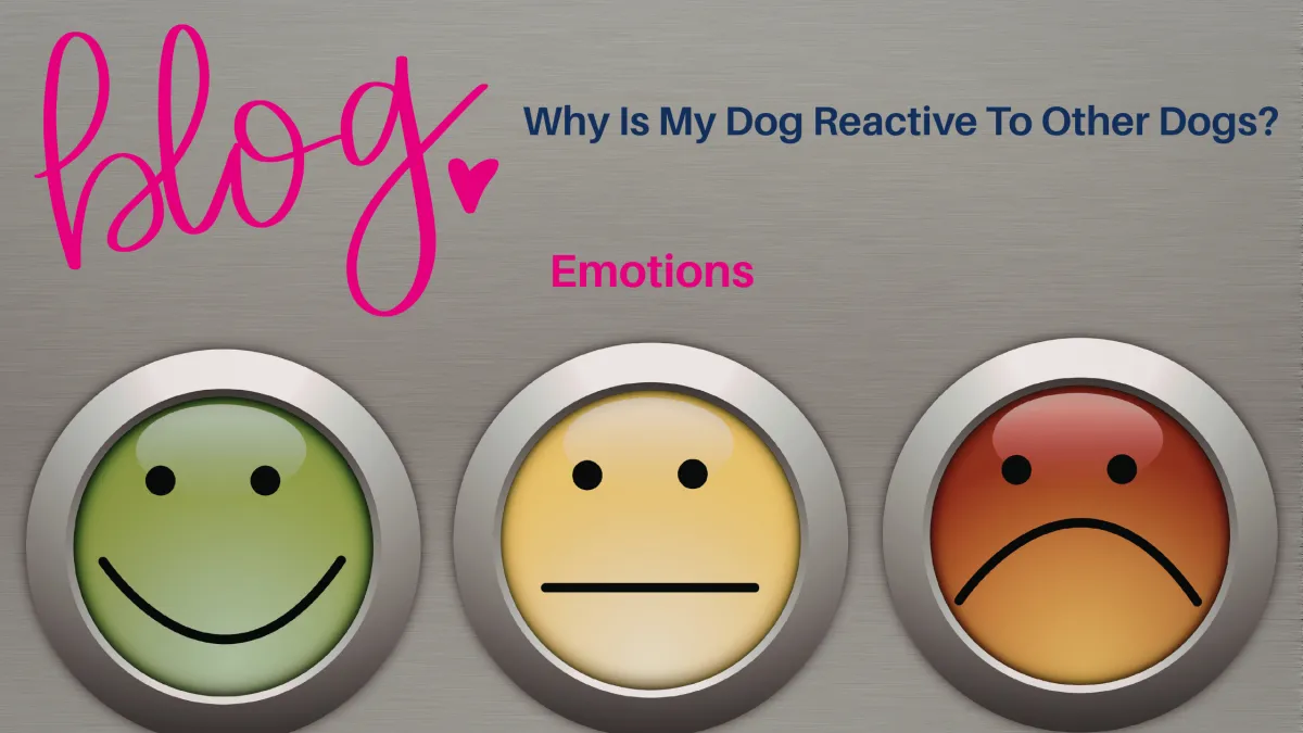 The Emotions around reactive behaviour