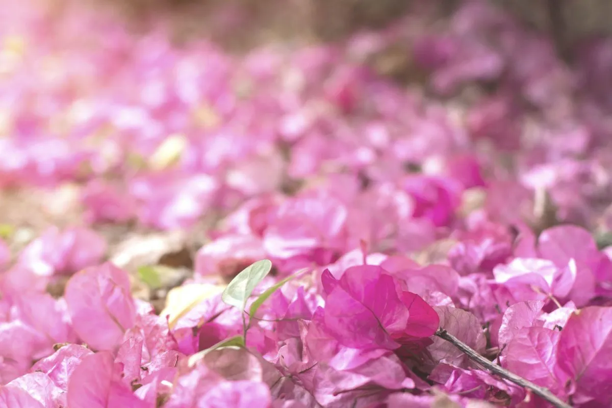 Finding hope, life and spirit after loss