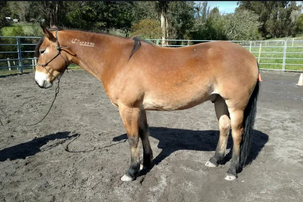 Case Study: Mustang with Mysterious Chronic Pain & Odd Mouthing Behavior is helped with 3 Equine Hanna Somatics Sessions