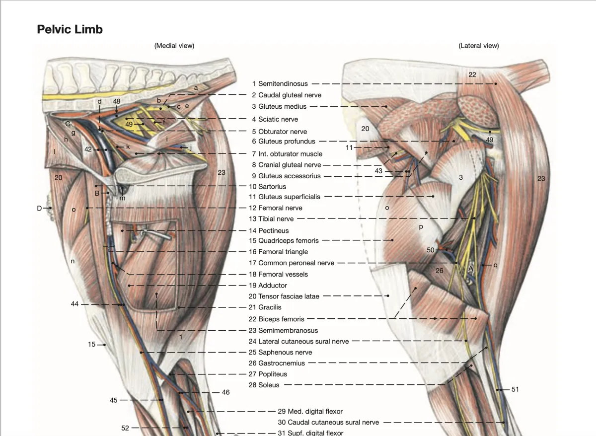 Equine iliopsoas complex muscles cause roach back