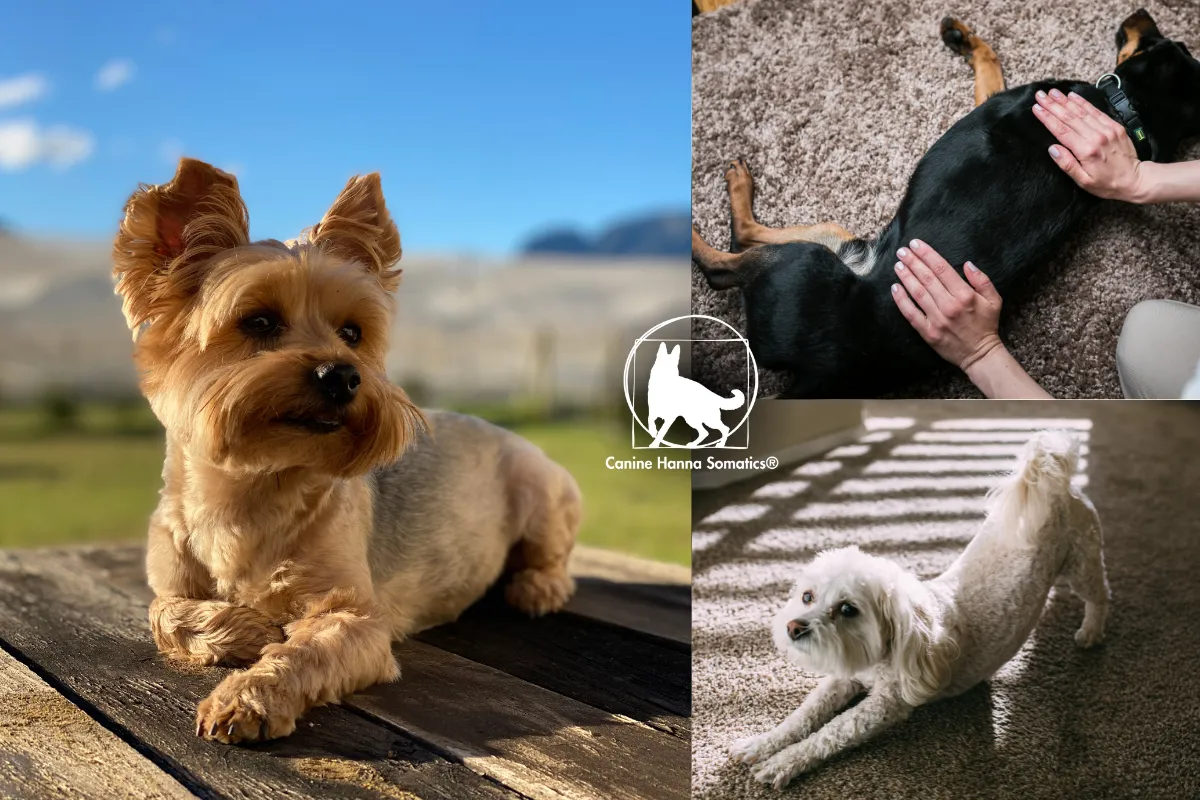 Canine Hanna Somatics® Case Study: Yorkshire Terrier Whose Back Legs Were Collapsing Recovers After One CHS Session