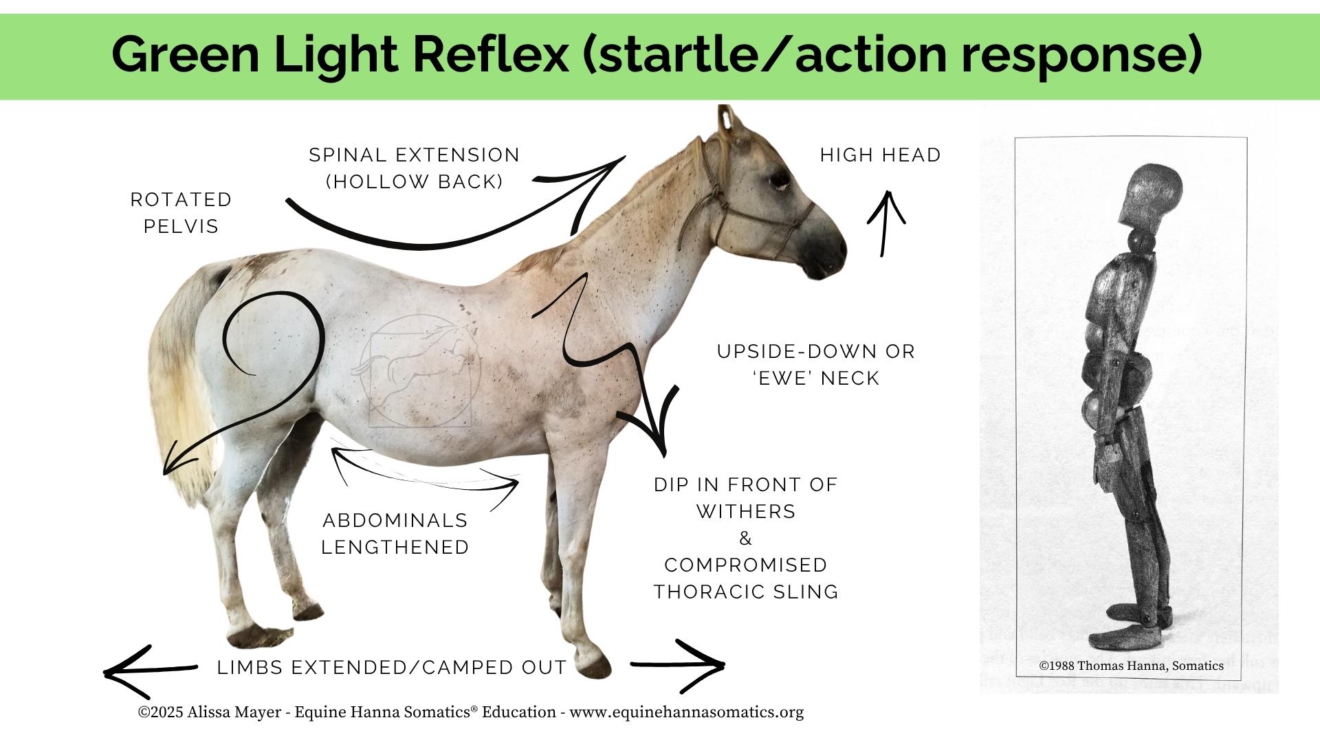 The Green Light Reflex (posture)