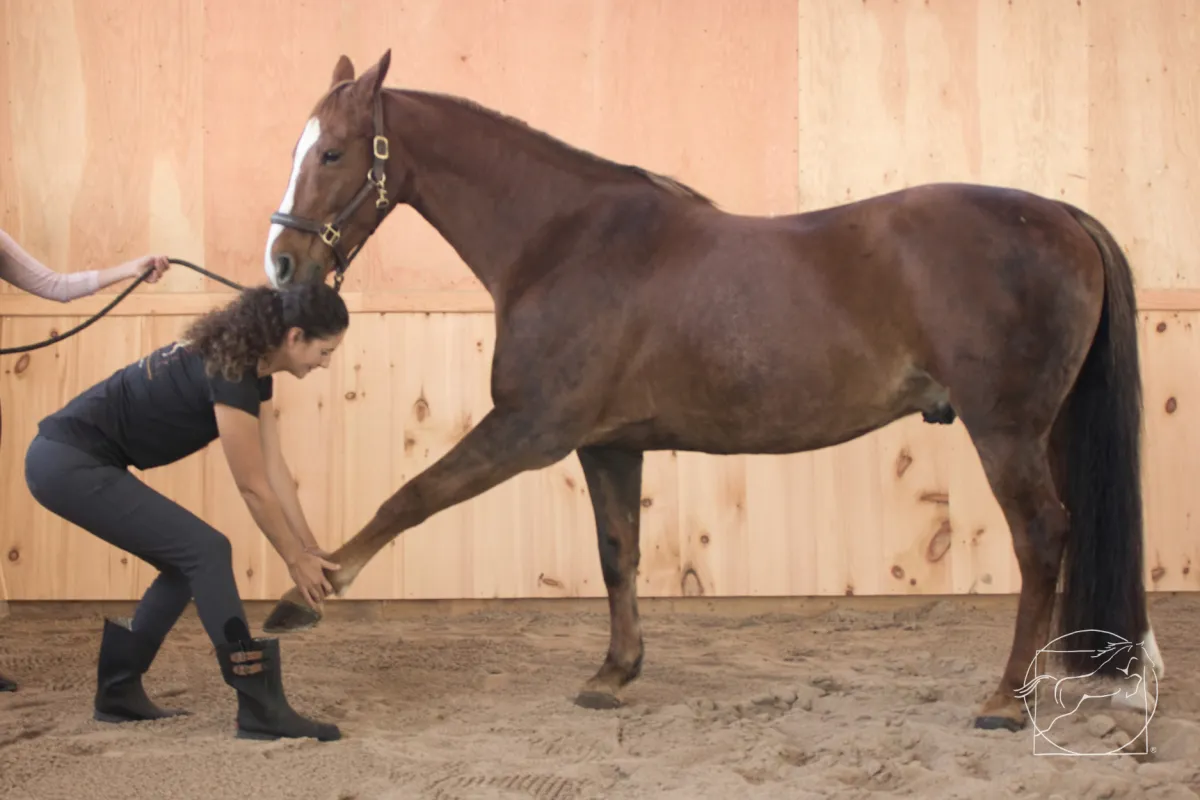 Stretching Horses vs. Voluntary Pandiculation