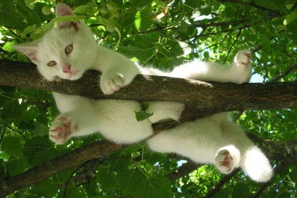 a white cat stuck in a tree