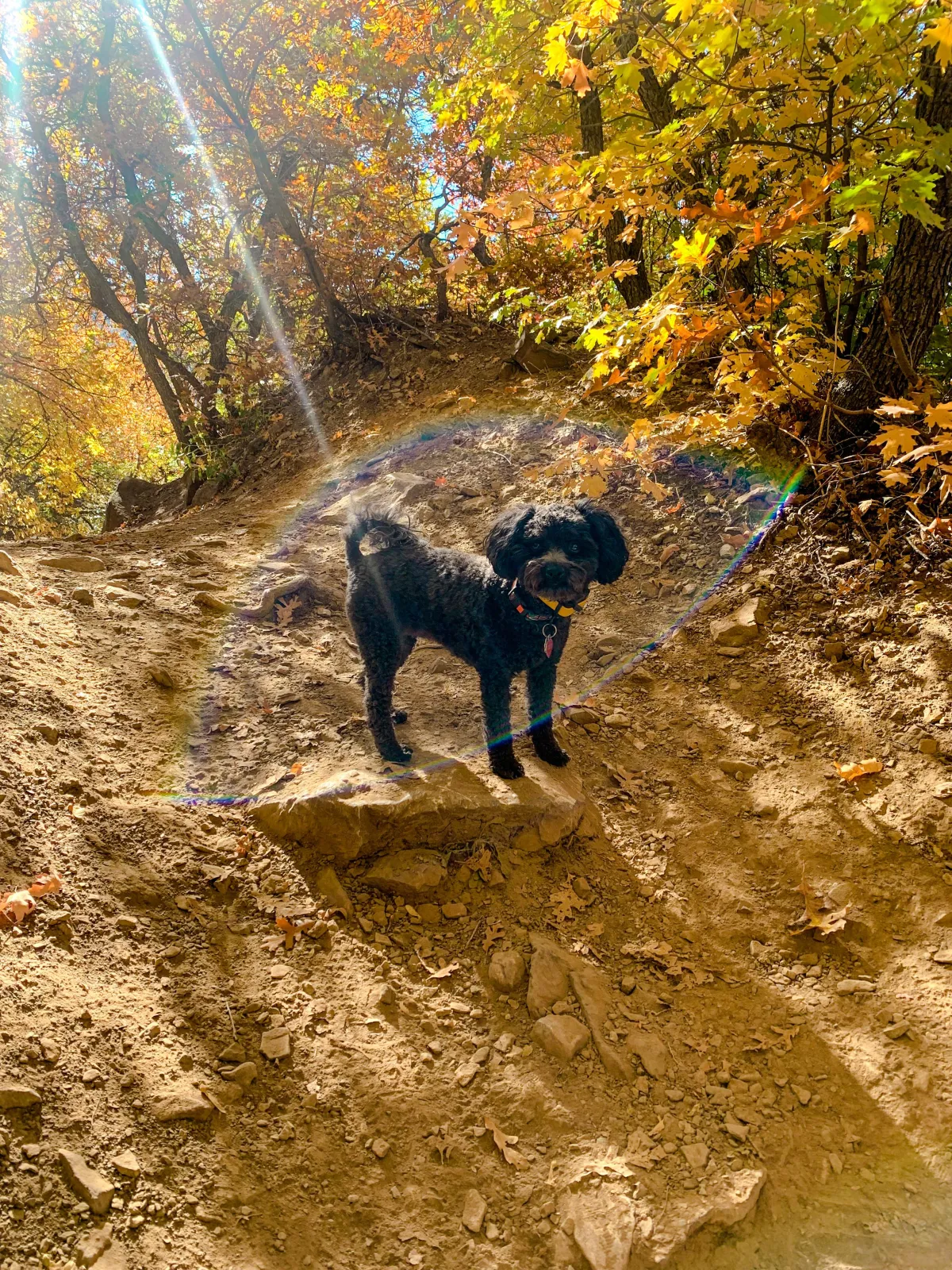 Black dog hiking