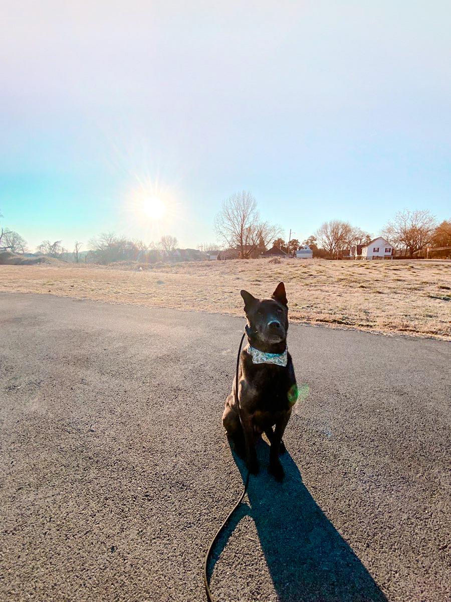 Dog on road