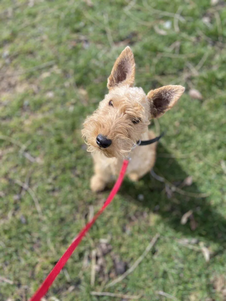 Dog with red leash