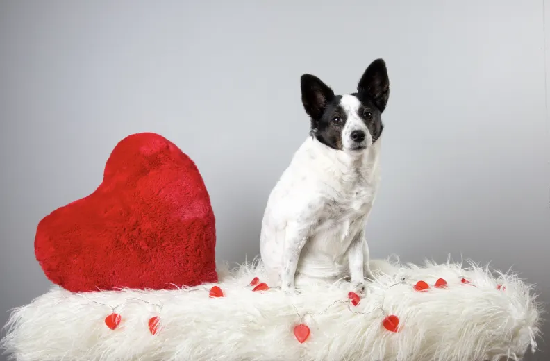 7 Ways to Show Love to Your Pup for National Love Your Pet Day