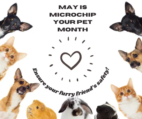 May is Microchip your pet month