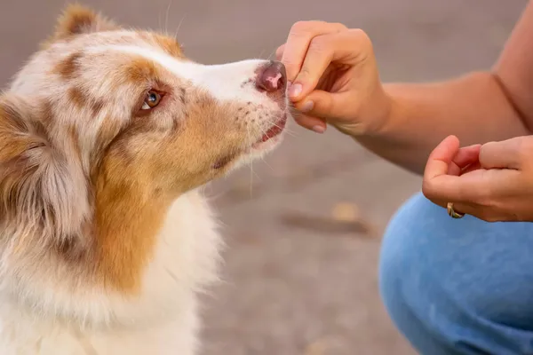 Small Wins, Big Results: Why Rewarding Progress is Key in Dog Training