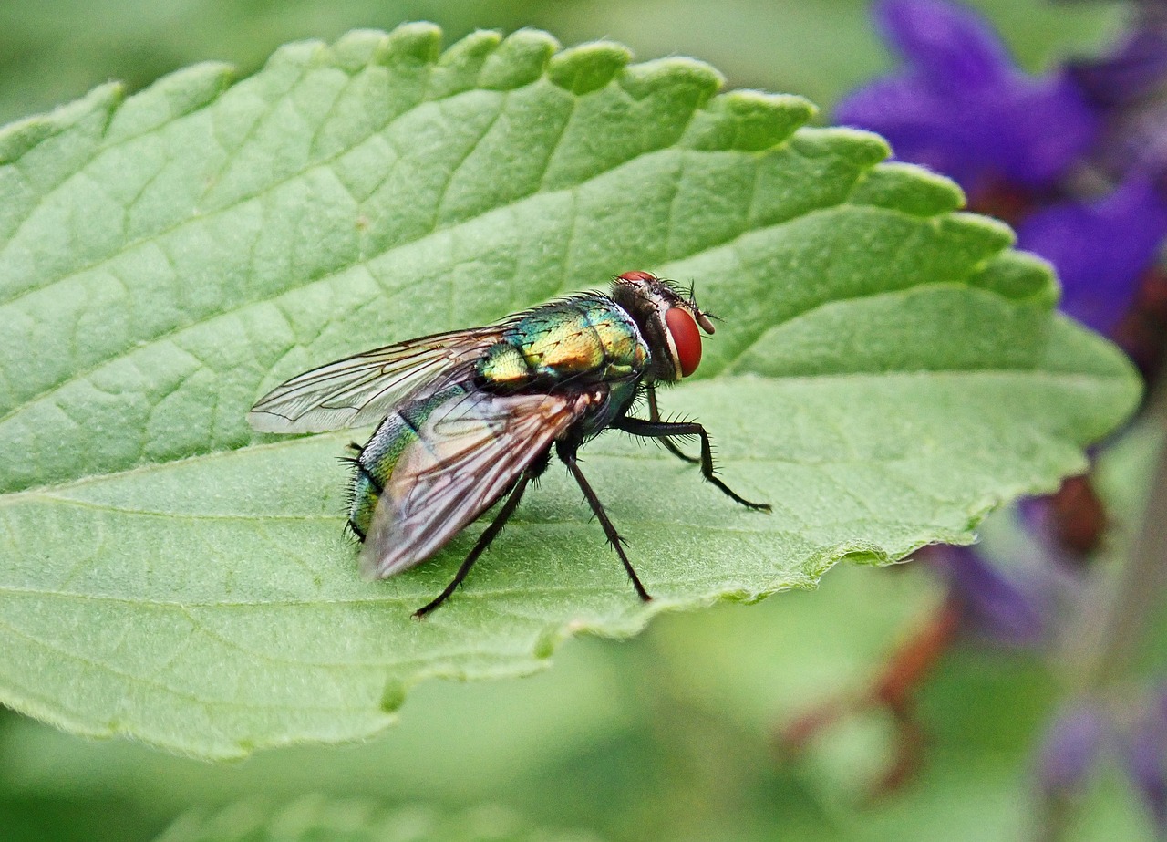 How to Get Rid of Flies Naturally and Safely