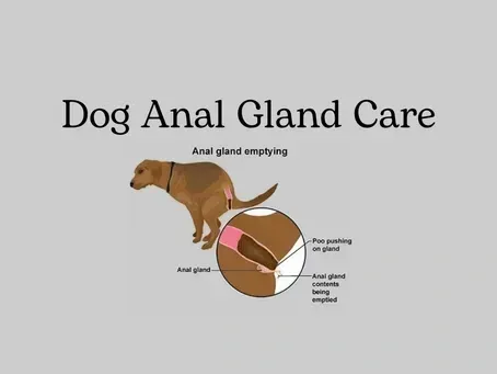 Natural Support for Dog Anal Gland Health in Dogs
