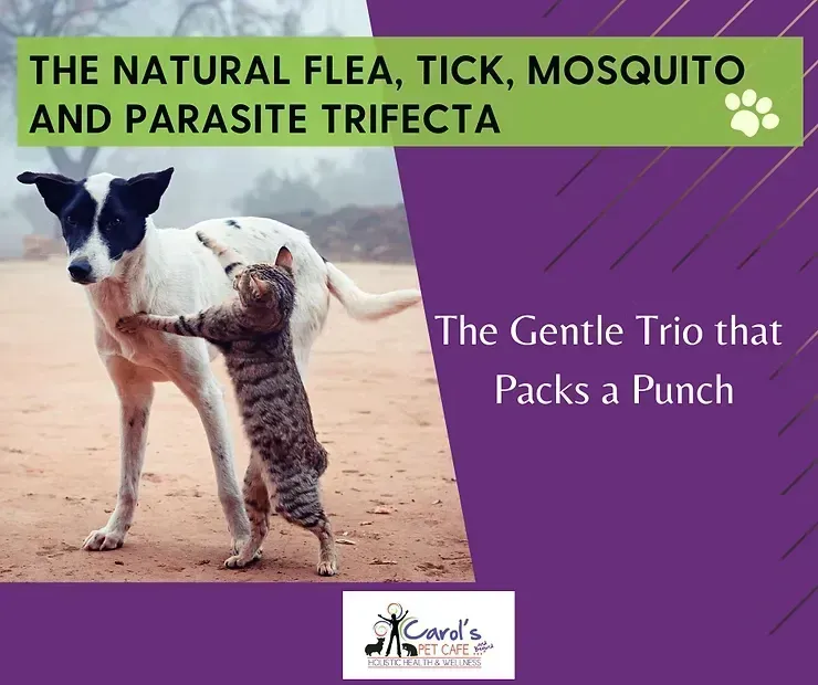 Natural Flea Remedies for Dogs and Cats