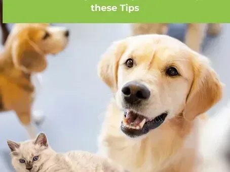 Joint Health in Dogs: What Helps Dogs with Arthritis and Natural Ways to Treat Joint Pain