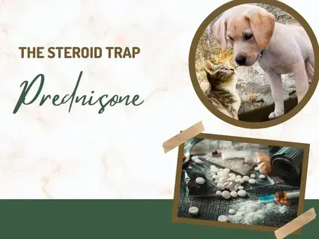 Understanding Steroids for Dogs & Cats: The Truth About Prednisone and Its Long-Term Side Effects