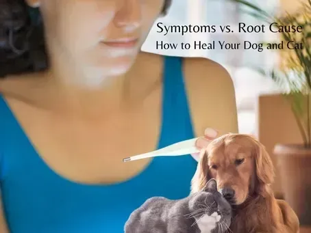 How to Help My Sick Dog or Cat: Natural Ways to Care for a Sick Pet