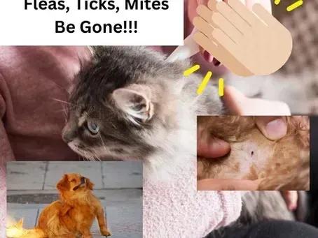 Natural Solutions for Fleas, Ticks, Mosquitoes and Heartworm for Dogs & Cats