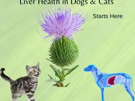 A Natural Solution for Toxin Removal and Liver Support for Dogs & Cats