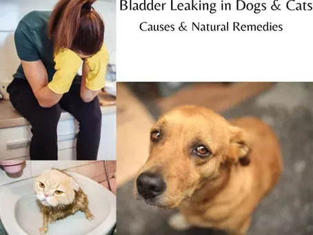 Holistic Solutions for Incontinence in Dogs & Cats