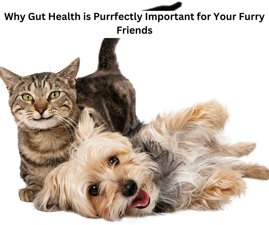 How to Improve Gut Health for Dogs and Cats