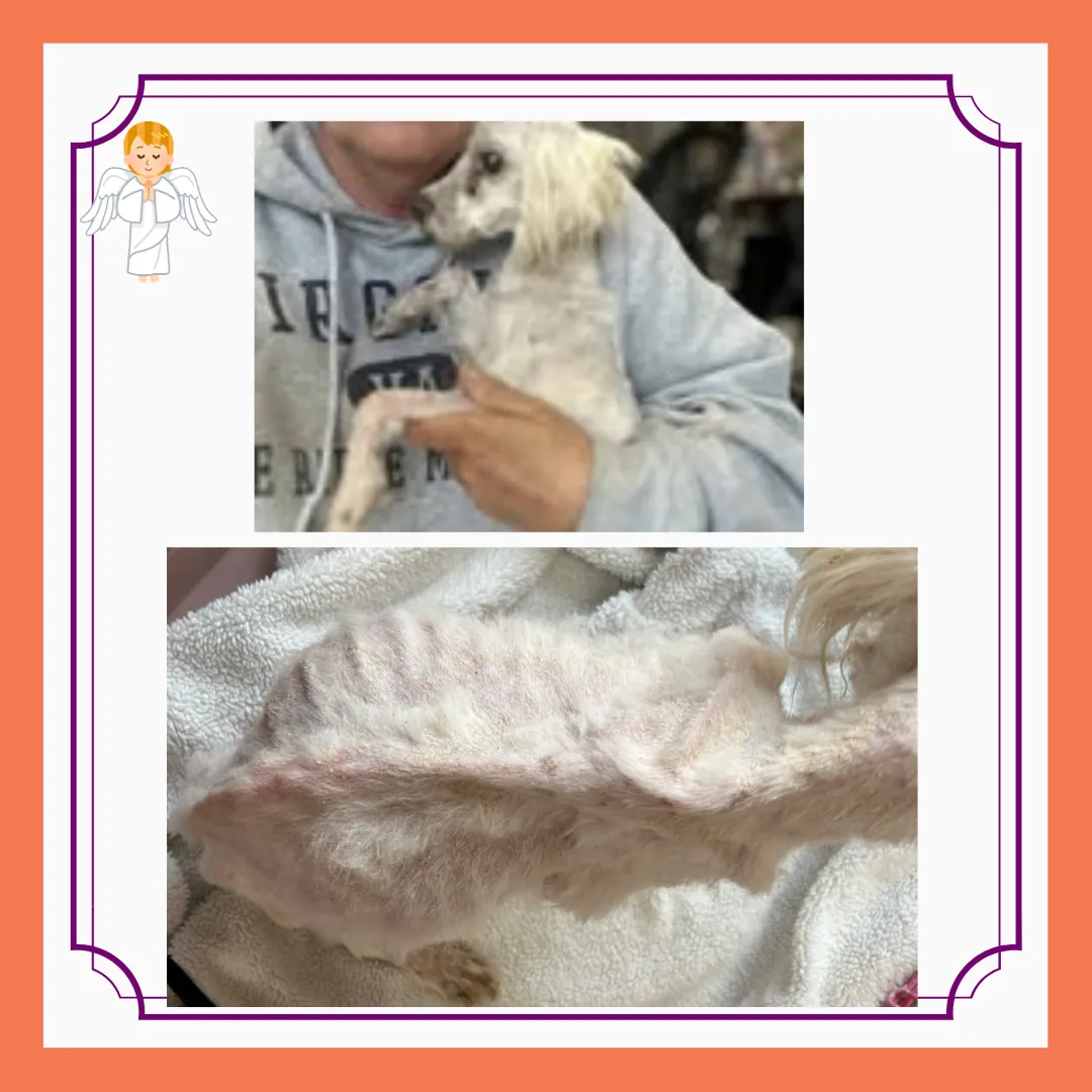 When Dementia Affects a Caregiver, Pets Suffer Too: A Call to Look Out for One Anothe 