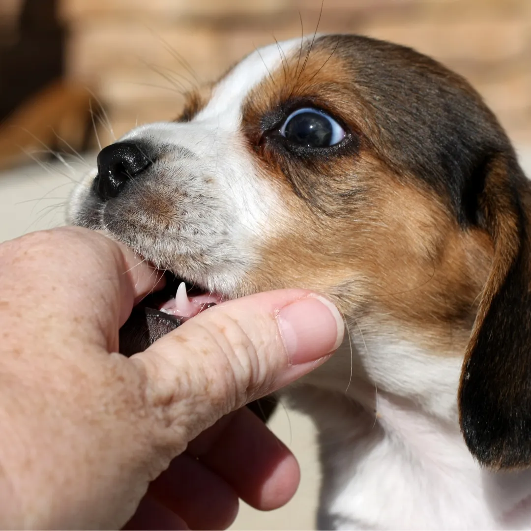 Dog Bites in Ontario: What You Need to Know About Liability and Compensation

