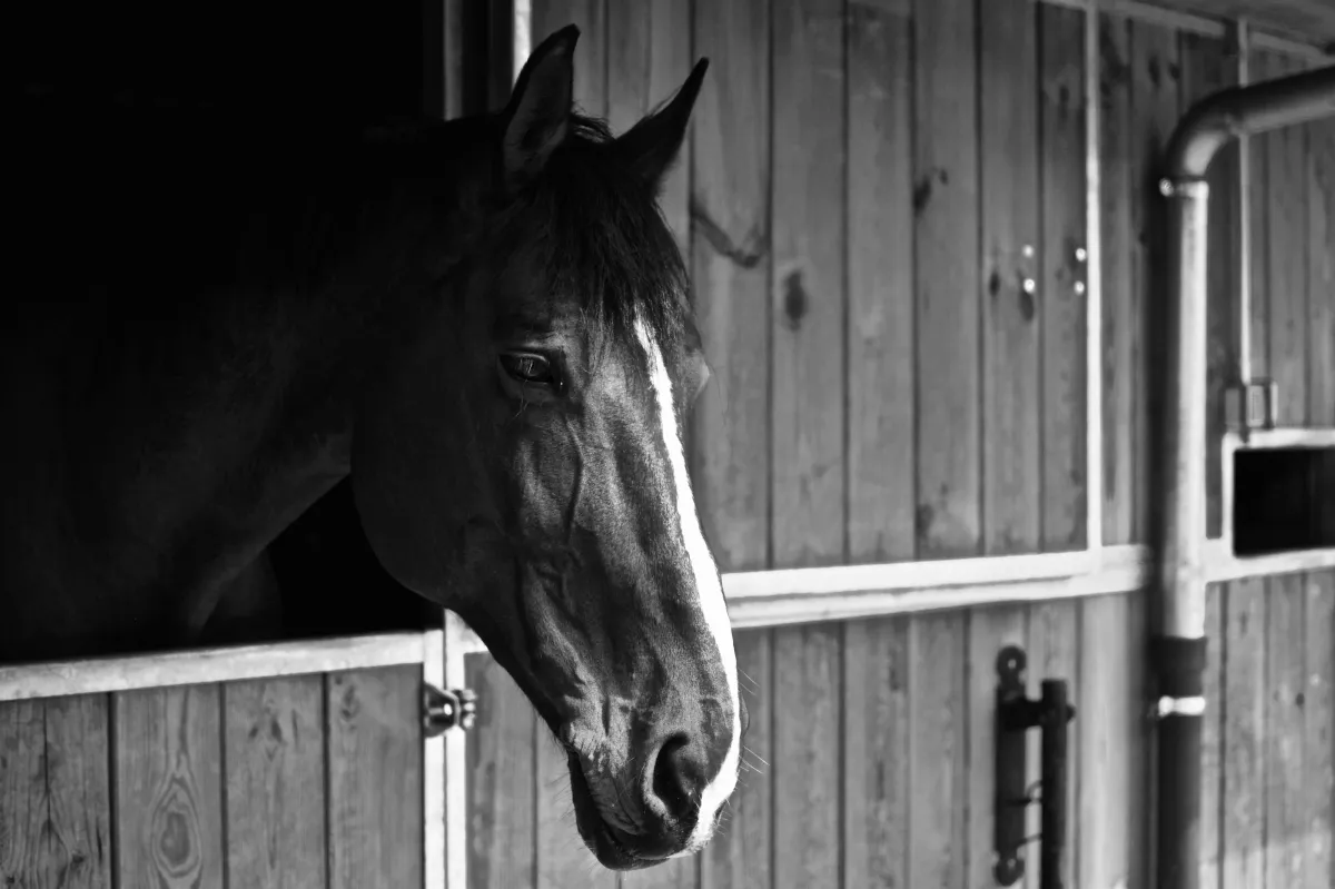The Pre-Purchase Workbook: Buy Your Next Horse With Confidence