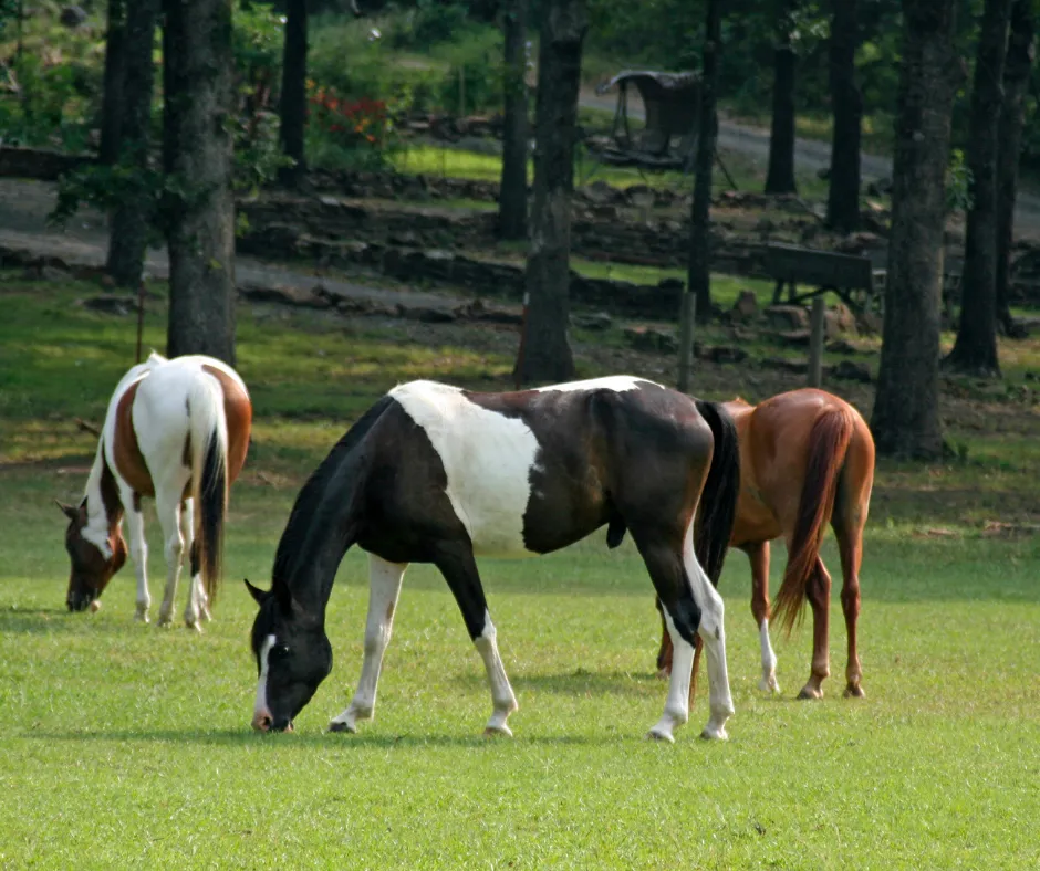 Grass Growth After Rain: Why It Can Be Riskier Than You Think