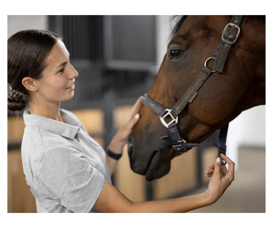 Close up of horse & rider