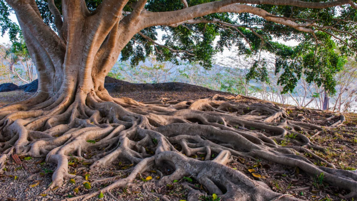 family tree, symbolizing heritage, connection, and the grounding power of knowing where you come from.