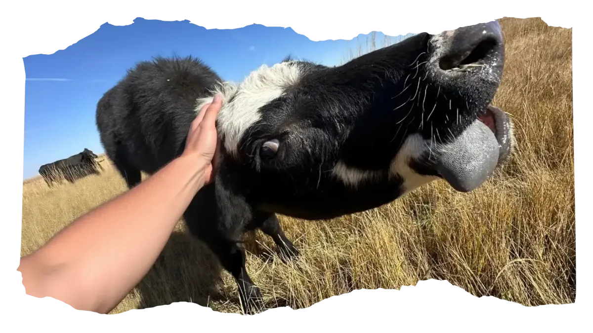 Roaming Friendly Cattle