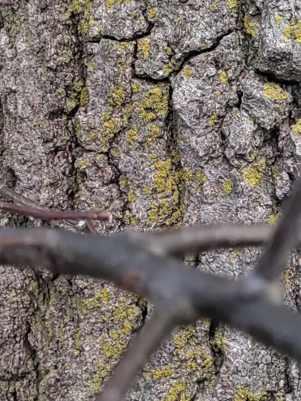 A close-up of mossy bark, with a branch in front.