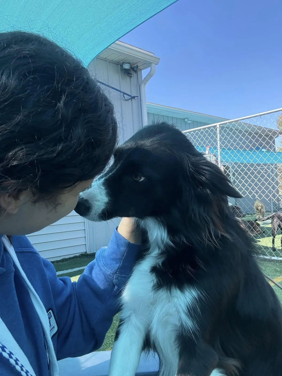 Dog Daycare 101: Why Socialization is Just as Important as Exercise