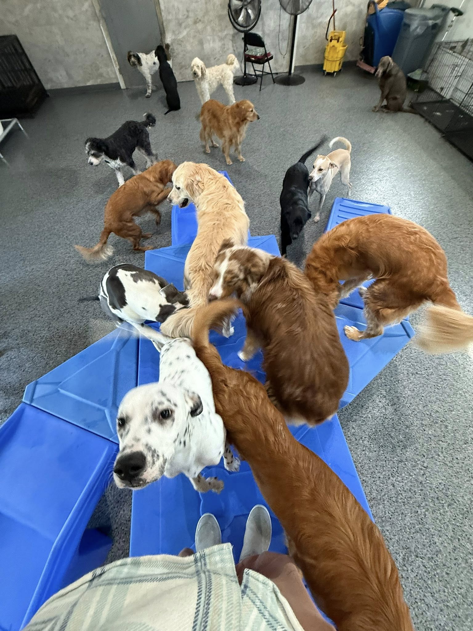 A Safe, Caring Place for Doggy Daycare, Boarding & Grooming