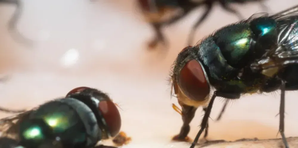 مبيدات الذباب سم في الهواء داخل بيتك هل تتنفسه عائلتك يوميا