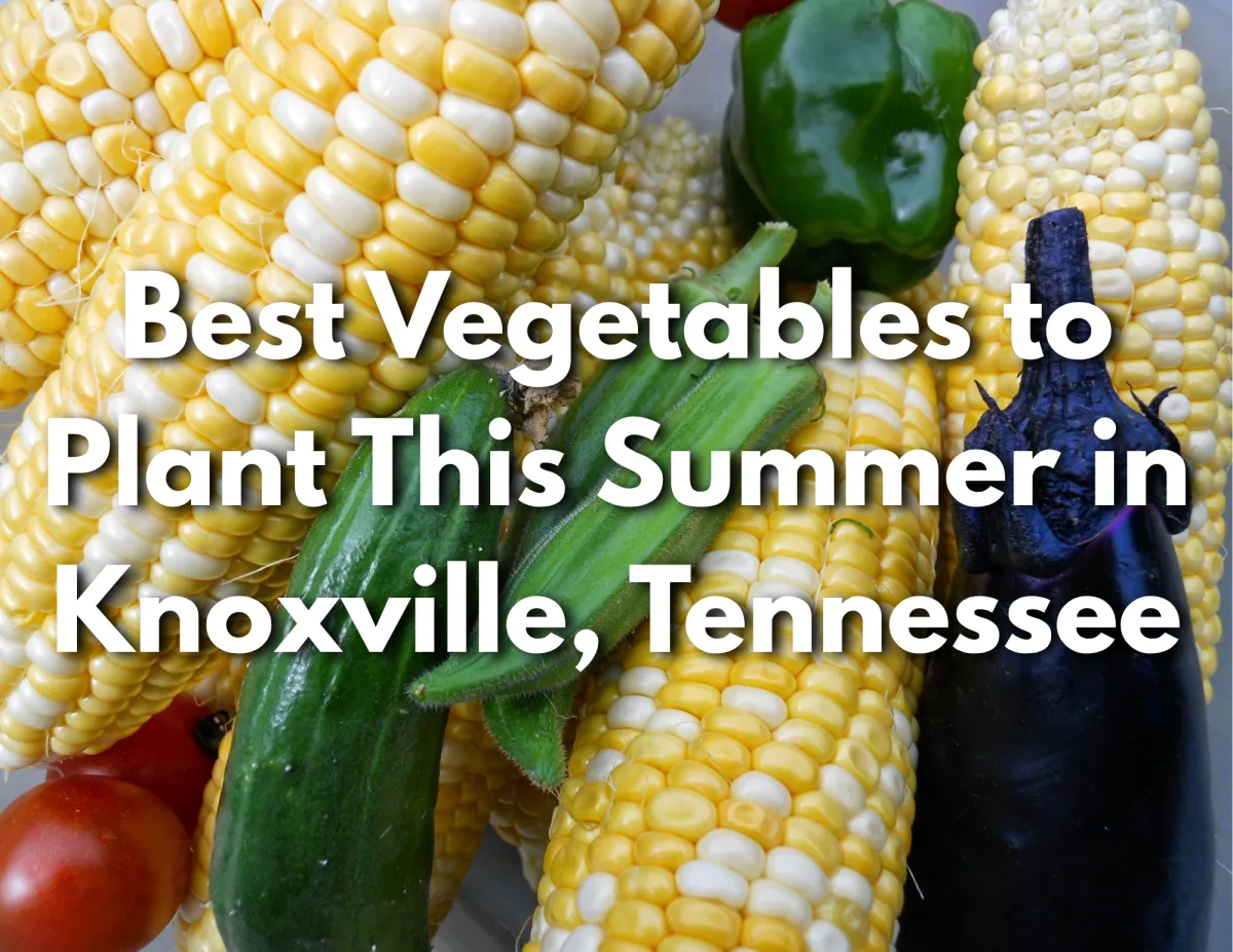 Best Vegetables to Plant This Summer in Knoxville, TN | Top Picks for a Bountiful Garden