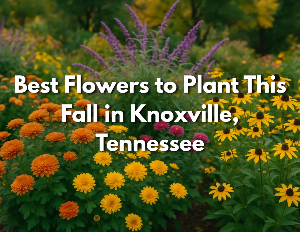 Fall Flowers in Knoxville, TN: Top Picks for a Beautiful Autumn Garden | Jeff LaRue Team
