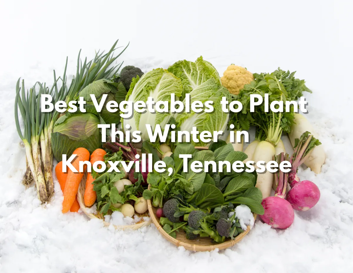 Best Vegetables to Plant in Winter in Knoxville, TN