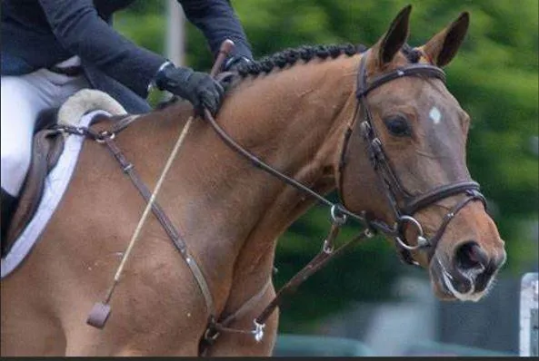 Photo Showing Whip